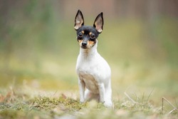 Beautiful Purebred American Toy Fox Terrier Posing Outdoor, Little White Dog With Black And Tan Head, Green Blurred Background, Green Spring Grass And Moss. Close Up Pet Portrait In High Quality.