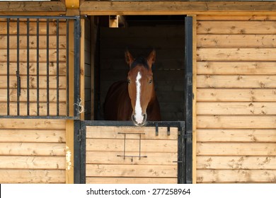 A beautiful purebred bay horse looking away in stable door 