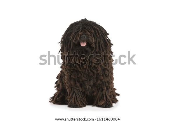 Beautiful Purebred Black Puli Dog Sits Stock Photo Edit Now 1611460084