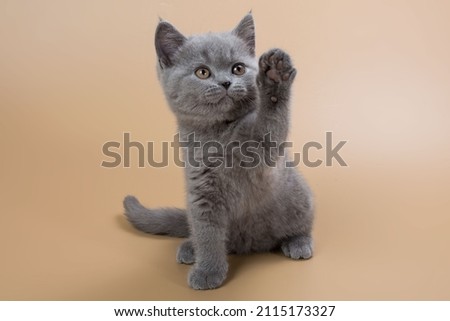 Beautiful purebred blue British kitten aged three months in playful poses sitting on a beige plain background