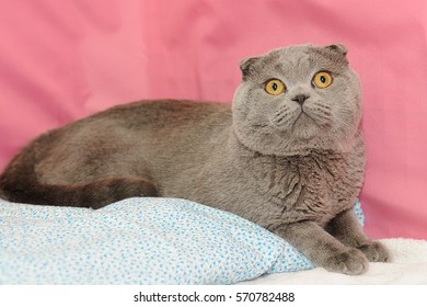 Funny Scottish Fold Cat Sitting Like Stock Photo Shutterstock