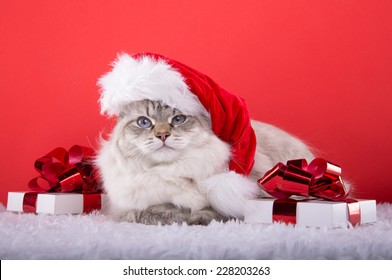 Beautiful Purebred Cat With Christmas Gifts. New Year. Christmas Animals