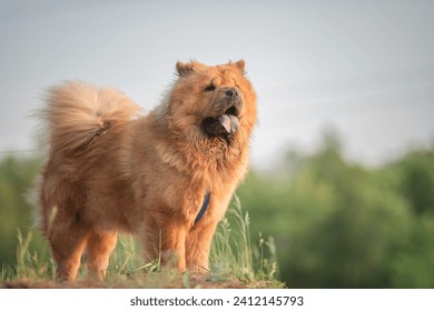 A beautiful purebred chow-chow dog on a walk in a summer park.