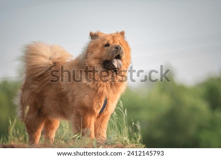 A beautiful purebred chow-chow dog on a walk in a summer park. Сток-фото © 