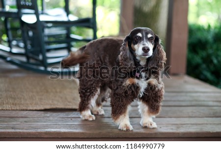 Beautiful Purebred Cocker Spaniel Stands Waiting on Wooden Porch Outdoors Looking