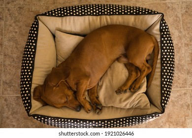 Beautiful purebred dachshund dog, also called a teckel, Viennese dog, or sausage dog, napping on a dog bed.  sleeping