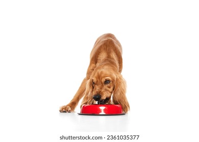 Beautiful purebred dog, English cocker spaniel drinking water from bowl isolated on white background. Concept of domestic animals, pet care, vet, action and motion, love, friend. Copy space for ad