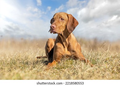 Beautiful purebred dog photographed outdoors in nature. - Shutterstock ID 2218580553