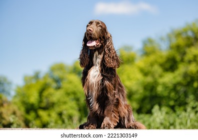 Beautiful purebred dog photographed outdoors in nature. - Shutterstock ID 2221303149