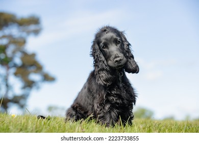 Beautiful purebred dog photographed outdoors in nature. - Shutterstock ID 2223733855