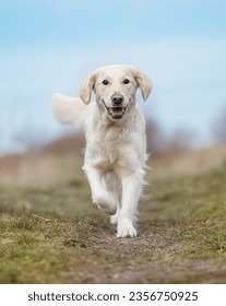 Beautiful purebred dog photographed outdoors in nature.