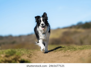 Beautiful purebred dog photographed outdoors in nature.