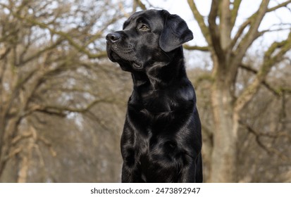 Beautiful purebred dog photographed outdoors in nature.