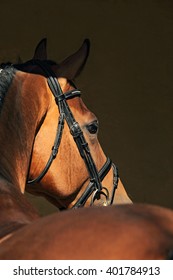 Beautiful purebred dressage horse portrait in dark stable