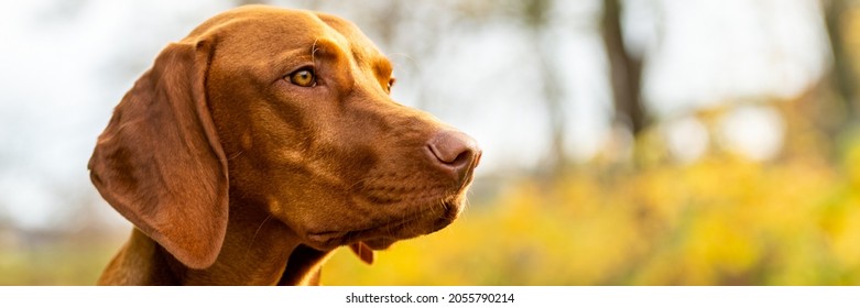 Beautiful Purebred Hungarian Vizsla Dog Outdoors Headshot. Vizsla Hunting Pointer Dog Lying Down Outside Side View Banner.