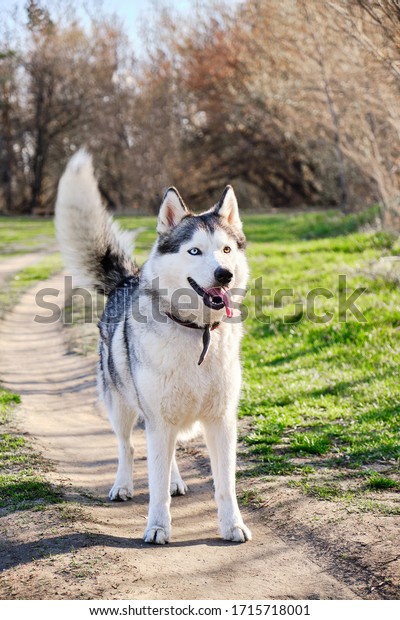 are huskies purebred