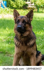 A Beautiful Purebred Male Eastern European Shepherd.