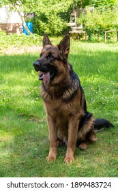 A Beautiful Purebred Male Eastern European Shepherd.