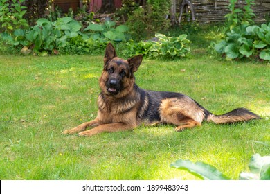 A Beautiful Purebred Male Eastern European Shepherd.