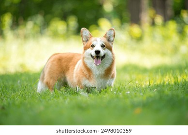 Beautiful purebred Pembroke Welsh Corgi dog posing outdoor, blurred and calm green background, summer colors. Close up pet portrait in high quality.
