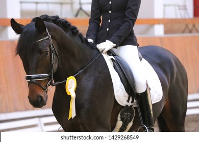 Beautiful purebred show jumper horse canter on the race course after race. Colorful ribbons rosette on head of an award winner beautiful young healthy racehorse on equitation event