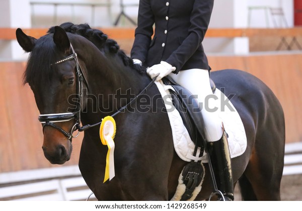 Beautiful purebred\
show jumper horse canter on the race course after race. Colorful\
ribbons rosette on head of an award winner beautiful young healthy\
racehorse on equitation\
event
