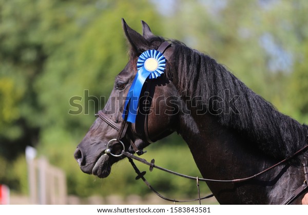 Beautiful purebred show\
jumper horse canter on the race course after race. Colorful ribbons\
rosette on head of a beautiful award winner young racehorse on\
equitation event