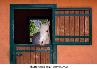 Beautiful Purebred White Horse Looking Over The Stable Door.