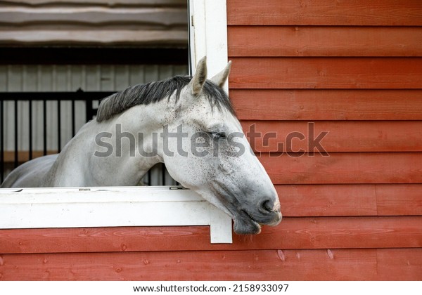 Beautiful purebred white horse protruding his head through stable window, and dreamily closed his eyes. Horizontal photo, there is free space for text.