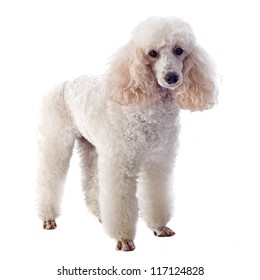 27,694 Poodle white background Images, Stock Photos & Vectors ...