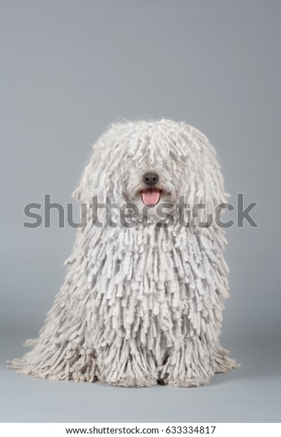 グレイの背景に美しい純血の白いプーリ犬のポートレート の写真素材 今すぐ編集