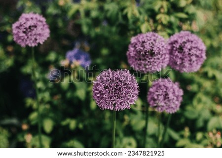 Beautiful purple Allium flowers in a summer garden. Selective focus.