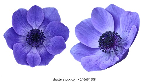 Beautiful purple anemone mona lisa blush flowers isolated on white background