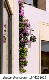 Beautiful Purple Bell-shaped Flowers On A Downtown Street Corner.