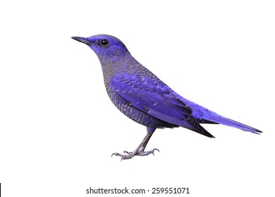 Beautiful Purple Bird Isolated On White Background