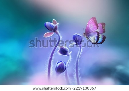 Beautiful purple blue butterfly on an anemone forest flower in spring nature, close-up macro.
