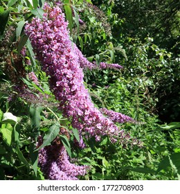 A beautiful purple Buddlia flower in full bloom growing wild in a Welsh hedgerow during early July.