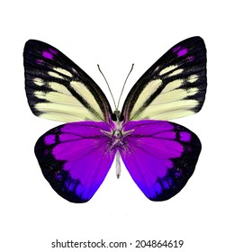 Beautiful Purple Butterfly Lower Wing Portion Stock Photo (Edit Now ...