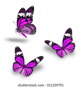 Beautiful Purple Butterfly Flying Stock Photo 311259791 | Shutterstock