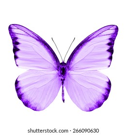 184,251 Purple Butterfly Images, Stock Photos & Vectors | Shutterstock