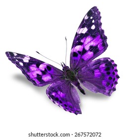 Beautiful Purple Butterfly Isolated On White Background