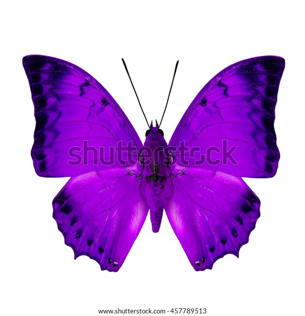 Beautiful Purple Butterfly Malay Rajah Charaxes Stock Photo (Edit Now ...