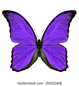 Beautiful Purple Butterfly Upper Wing Profile Stock Photo 355922606 ...