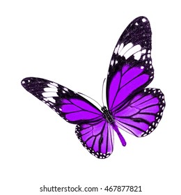 Vector Butterfly On White Background Stock Vector (Royalty Free ...