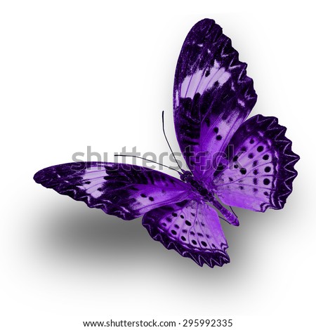 Beautiful Purple butterfly upper wing profile flying up