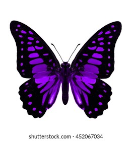 Beautiful Purple Butterfly Veined Jayin Fancy Stock Photo 452067034 ...