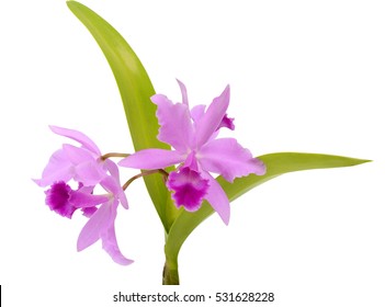 beautiful Purple Cattleya orchid flowers isolated on White background