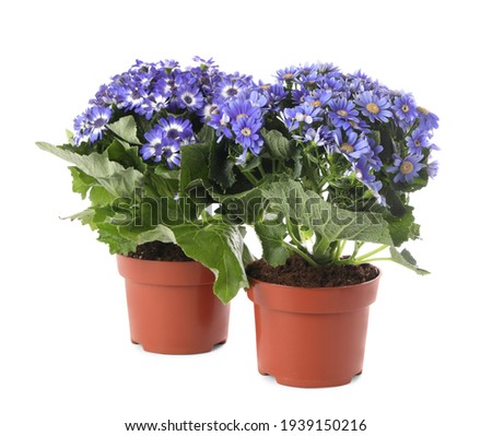 Beautiful purple cineraria plants in flower pots on white background
