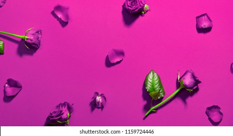 Beautiful Purple Color Roses Backdrop. Beauty Holiday Rose Flowers With Leaves And Petals Flatlay. Love, St. Valentine's Day Background. Flat Lay