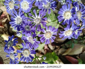 Beautiful Purple Colour Cineraria Flower